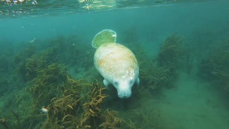 Slow-motion-4K-UHD-underwater-of-a-swimming-Manatee-in-the-clear-water-of-Weeki-Wachee-Springs-River-and-Three-Sisters-Springs-at-Crystal-River-in-Florida,-USA,-eating-cabbage-and-vegetables