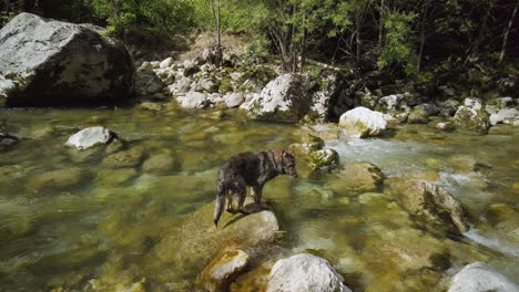 German-shepherd-dog-posing-on-a-river-rock-–-gimbal-shot