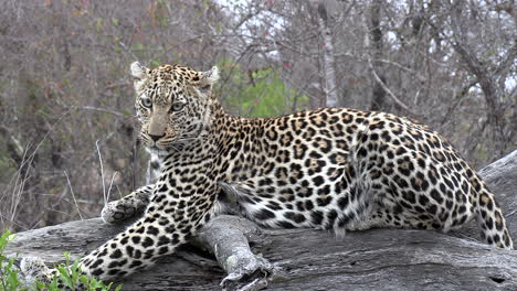 Toma-Amplia-De-Cuerpo-Completo-De-Un-Hermoso-Leopardo-Mirando-A-Lo-Lejos-Mientras-Descansa-Sobre-Un-Tronco-En-La-Naturaleza