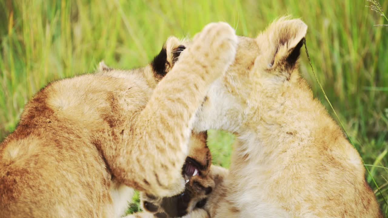 slow motion van leeuwenkinderen die spelen in afrika, schattige jonge baby safari dieren, leeuwen spelen vechten in het gras op afrikaanse wildlife safari in masai mara, kenia in masai mara groene grassen