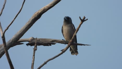 bird in tree - relaxing