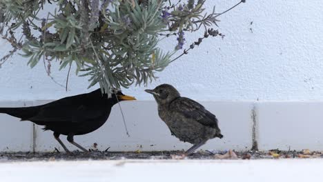mirlo común dándole algo de comida a su bebé