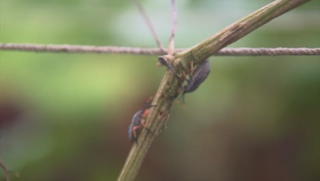 Insectos-En-El-Tallo-De-Una-Planta