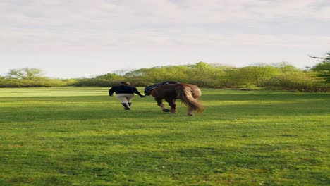 woman leading horse through a field