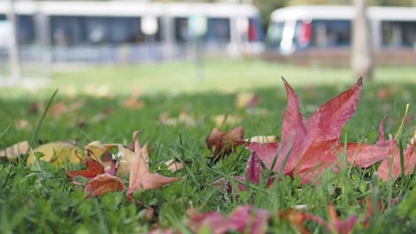 autumn leaves on grass in city park