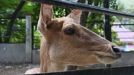 Hirsche-Im-Zoo-In-Sawahlunto,-West-Sumatra