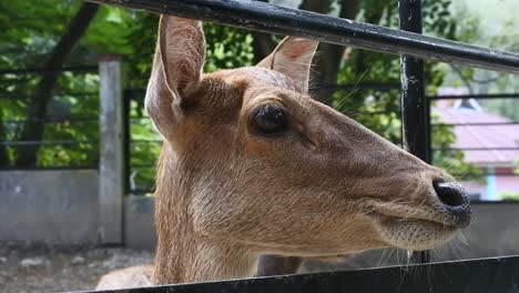 ciervos en el zoológico de sawahlunto, oeste de sumatra