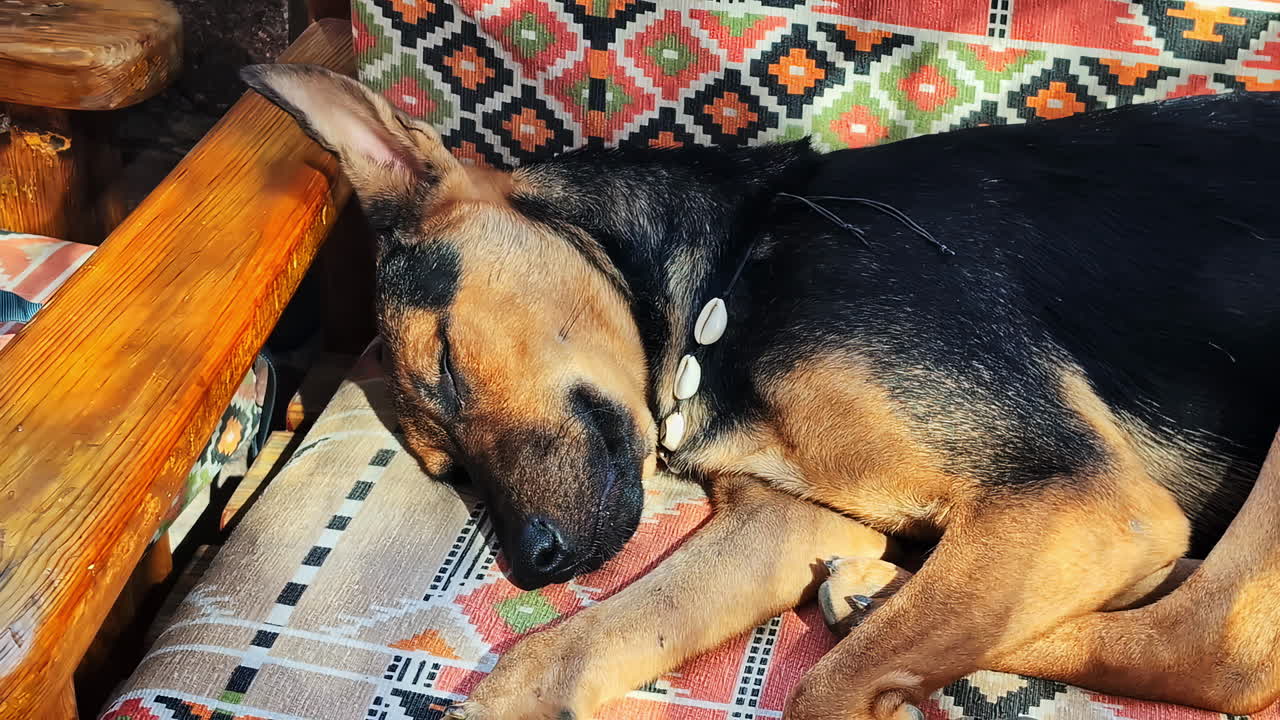 Brown and black dog naps peacefully on a wooden chair with colorful ethnic-patterned cushions