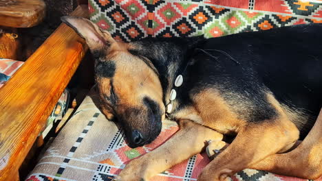 brown and black dog naps peacefully on a wooden chair with colorful ethnic-patterned cushions