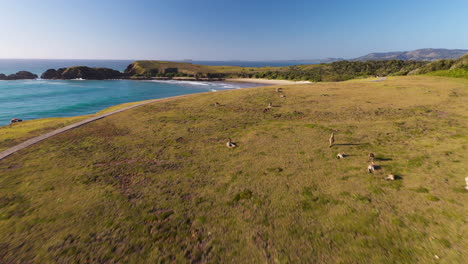 Drohnenaufnahme-Von-Kängurus-Auf-Einer-Klippe,-Die-Dann-Meereswellen-Am-Emerald-Beach-Enthüllt