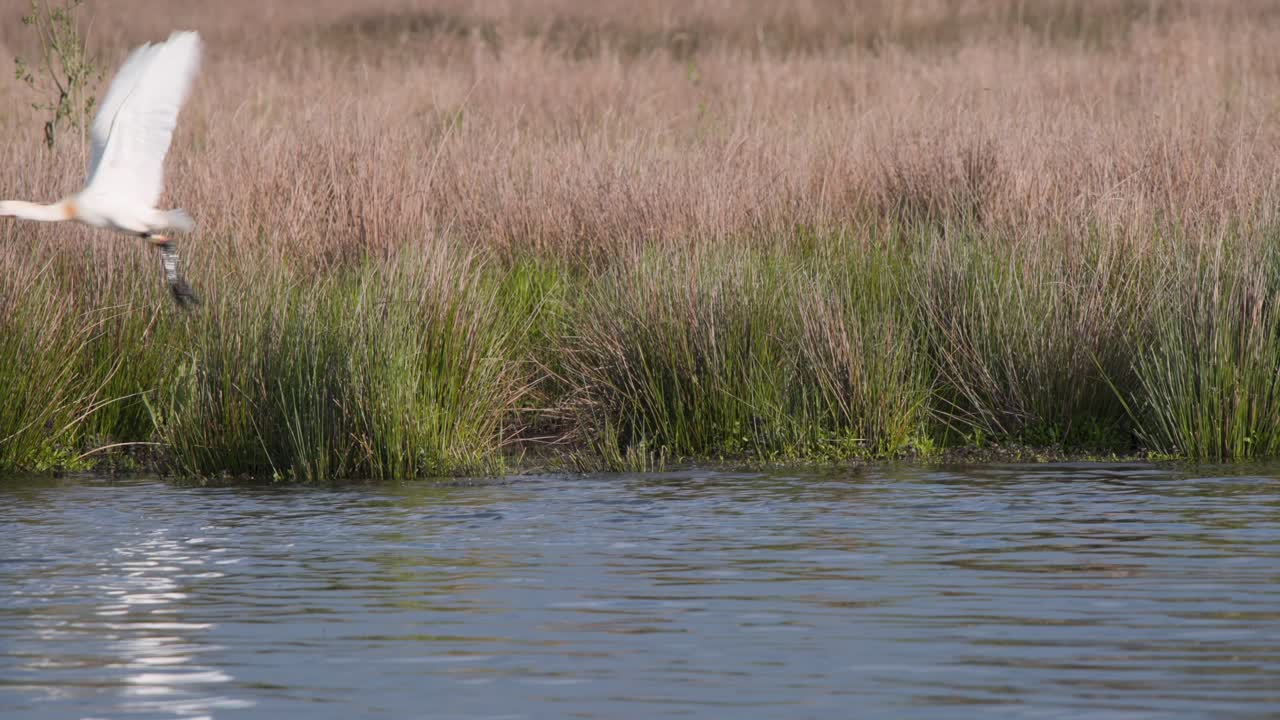 Eurasian spoonbill standing in reeds on river shore then taking flight