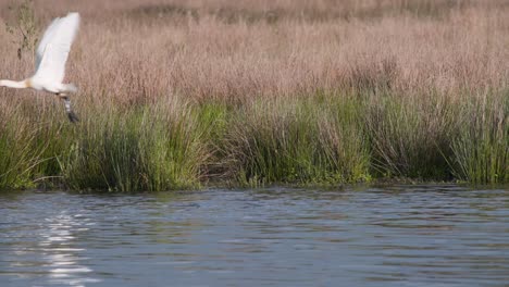 eurasian spoonbill standing in reeds on river shore then taking flight