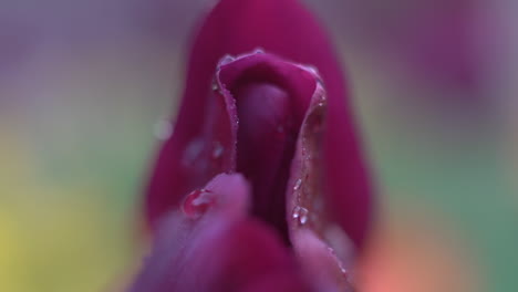 close up of a flower - concept: abstract sexual or sensual dripping vulva, feminine, divine, awakening, spirit, body, soul, sex, tantra practice