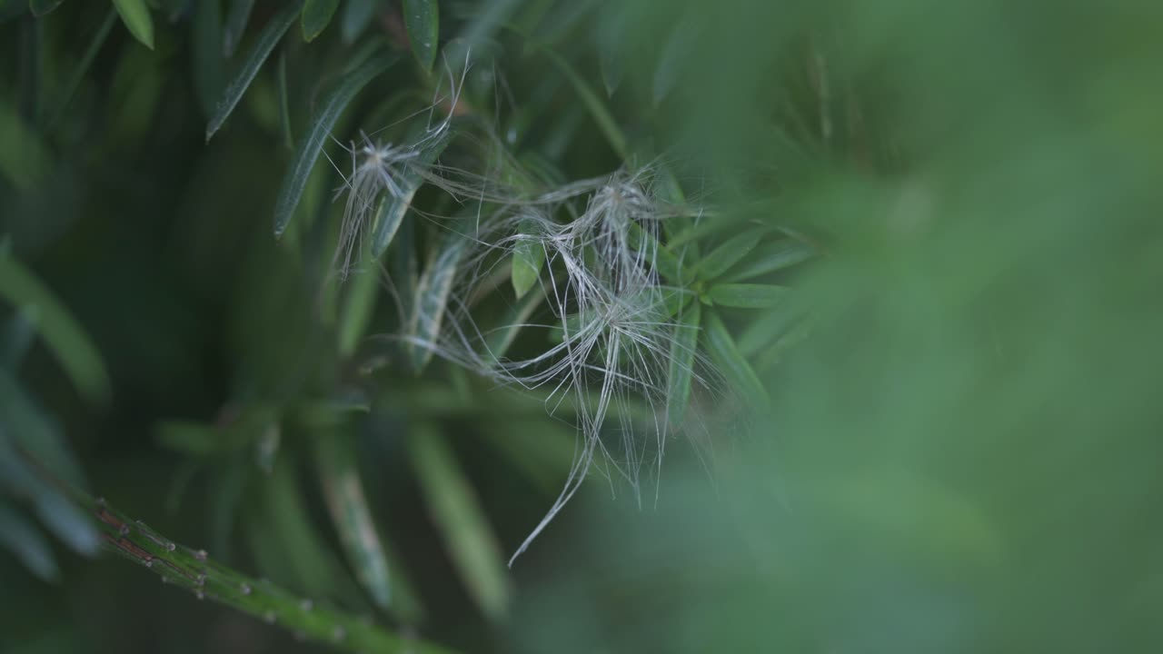 foto macro de hojas de árboles coníferos en un paisaje forestal