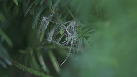 Macro-Shot-Of-Coniferous-Tree-Leaves-In-A-Forest-Landscape