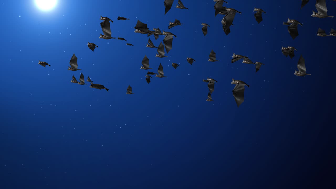 Bats Flying at Night