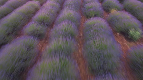 lavender field agriculture cultivation in valensole provence, france aerial view