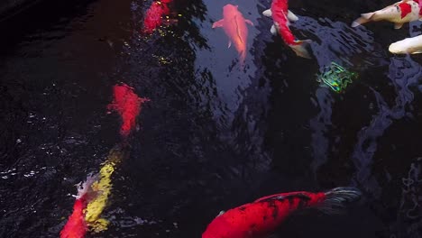 Die-Große-Ausgefallene-Bunte-Vielfalt-Von-Koi-zierfischen-Im-Teich-Mit-Reflexionen-Von-Wasserschatten-Des-Lichts