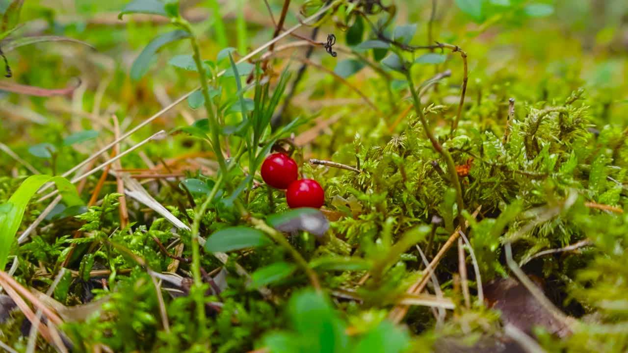 Vivid and dark red lingonberries or cranberries close up in a forest located in Saaremaa Estonia that is in the Baltics