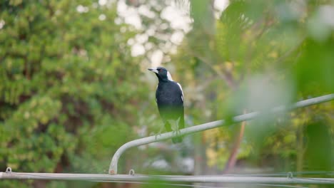 a magpie calls out from a metal clothesline, framed by lush bushes, as the evening light highlights its glossy feathers.