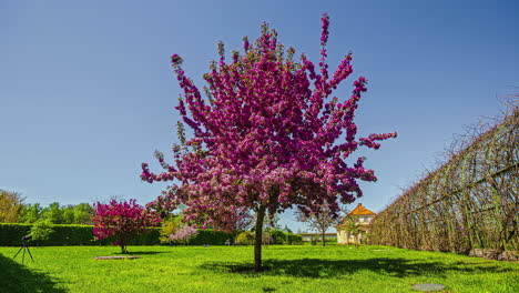 static shot of beautiful purple colored flowers in full bloom at daytime in timelapse