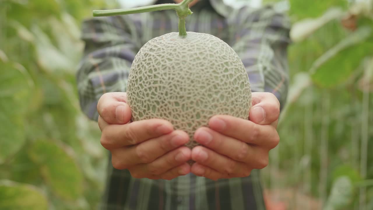 Asian Farmer Holding Melon And Show To The Camera In Green House Of Melon Farm
