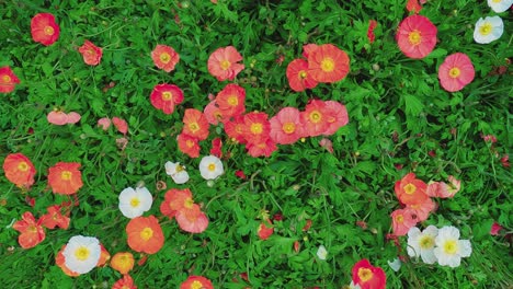 panning top-down view over colorful flowers. slow-motion