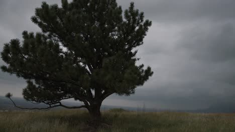 Cloudy-mountain-hike-focusing-on-singular-pine-tree-in-the-plains-of-Colorado