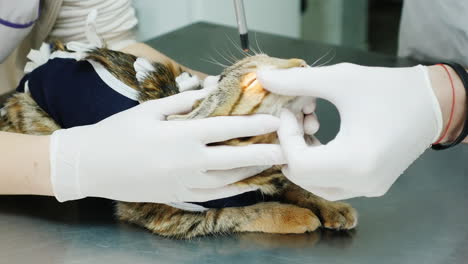 veterinarians examine the eyes of the cat inspection of pets concept