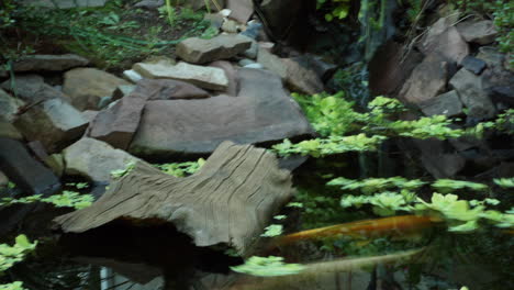 Zeitrafferschwenk-über-Einen-Teich-Mit-Wirbelnden-Pflanzen-Und-Abgestorbenen-Baumstämmen-Sowie-Koi-Karpfen,-Die-Durch-Das-Wasser-Streifen