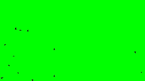 on a green screen looped black birds fly from right to left