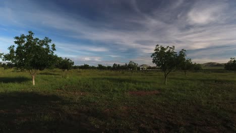 birds flying among the trees in the field