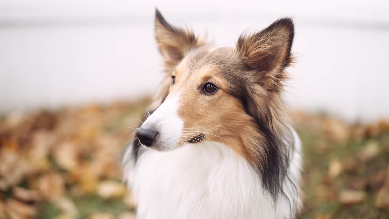 Close-up of a sweet sheltie watching and listening to what his owner has to say