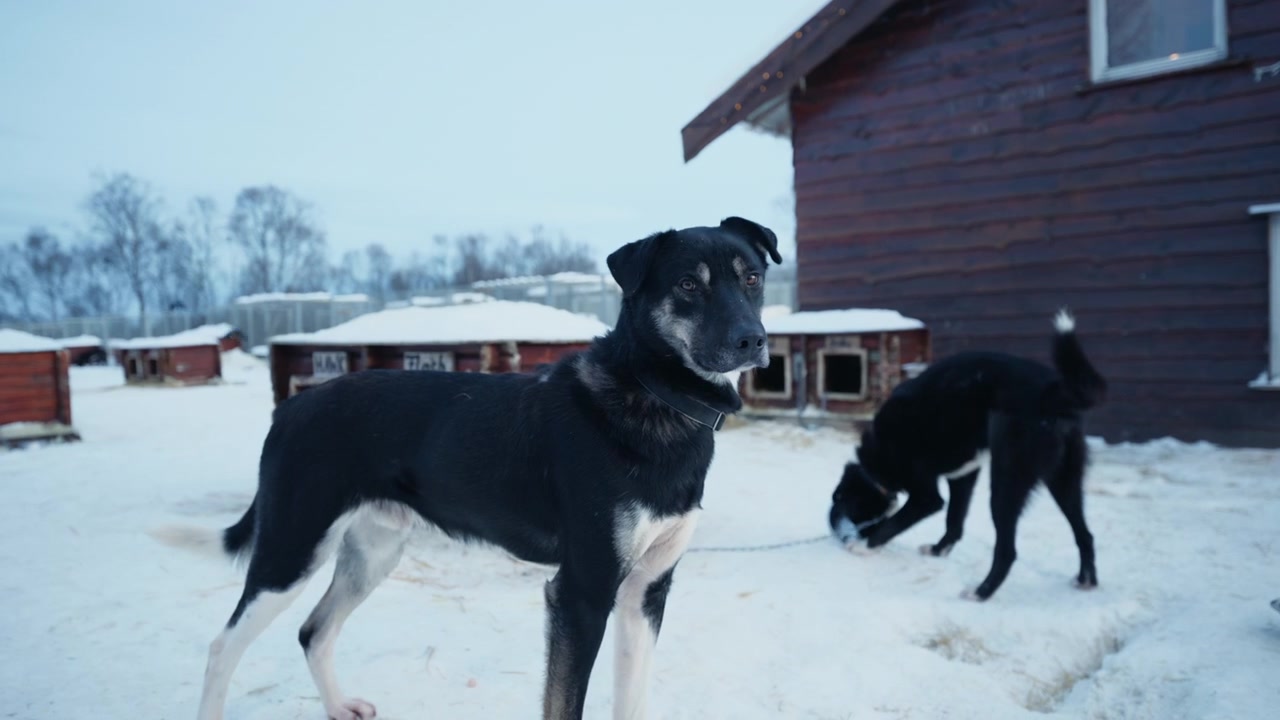 To sledehunder i snødekt hundegård nær trebygning under arktisk vinter i Norge