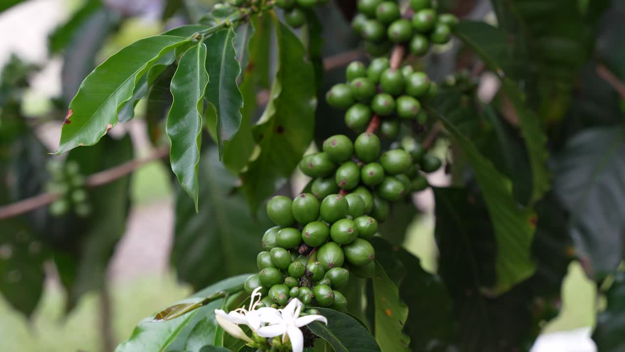 árbol de café cargado de frutas verdes, granos de café inmaduros, coffea robusta
