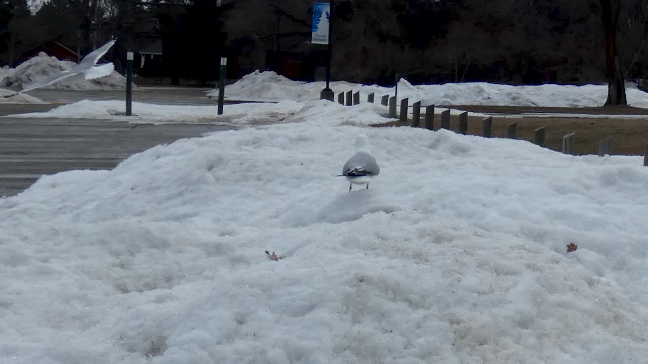 Seagulls in the Snow