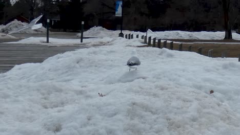 seagulls in the snow