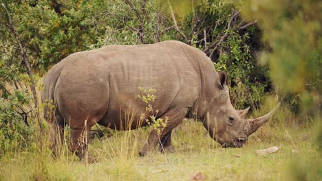 Slow-Motion-Shot-of-Africa-Safari-Animal-Rhino-in-Masai-Mara-North-Conservancy-grazing-amongst-wilderness-nature-feeding-on-grass-in-Maasai-Mara