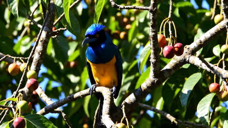 a superb starling perched on a berry tree branch