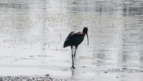 a dark bird, likely an ibis, wading in shallow water