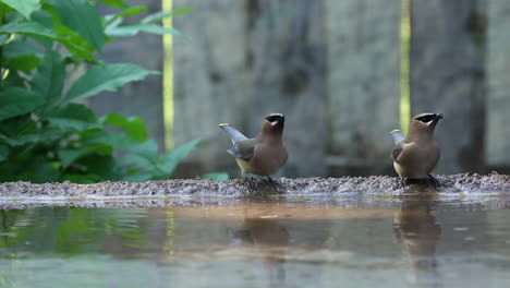 Böhmische-Seidenschwänze-Trinken-Wasser-Auf-Dem-Vogelbad-Im-Garten