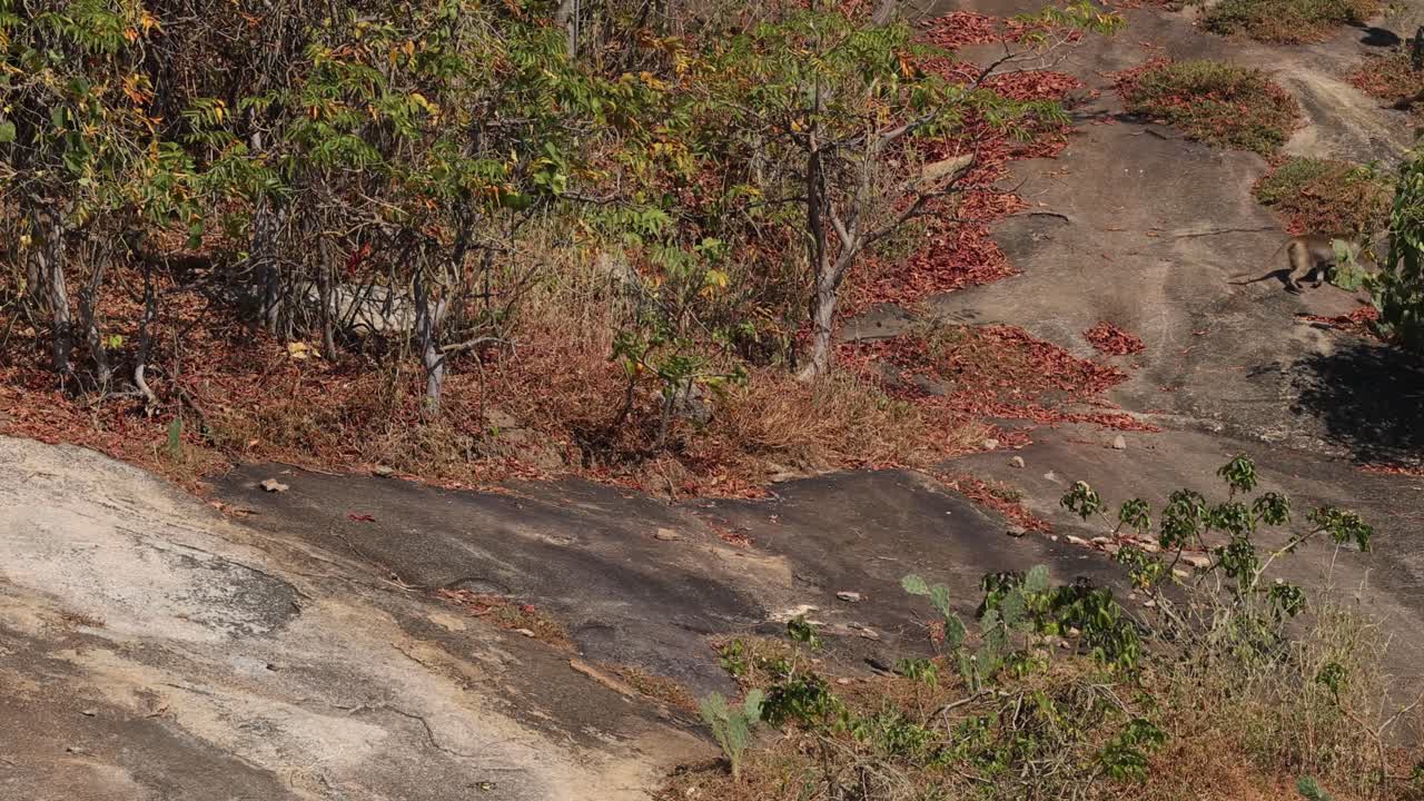 원이는 식물 사이에서 바위 길을 가로질러
