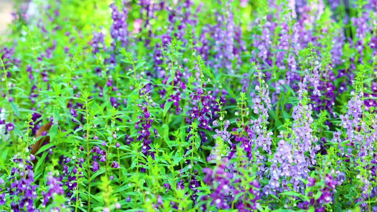 나비는 다채로운 정원 꽃을 통해 날아갑니다.