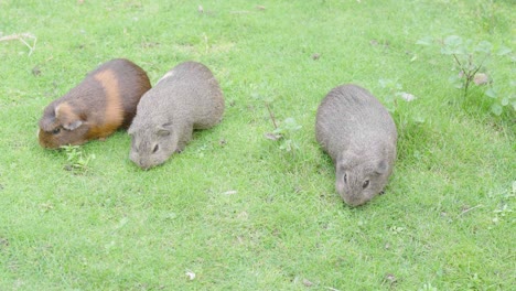 three guinea pigs with free rein of garden to eat grass