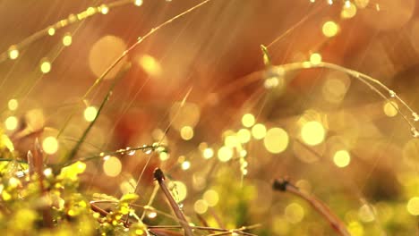 abstract blurred background of summer rain in sunny forest close-up. nature background.