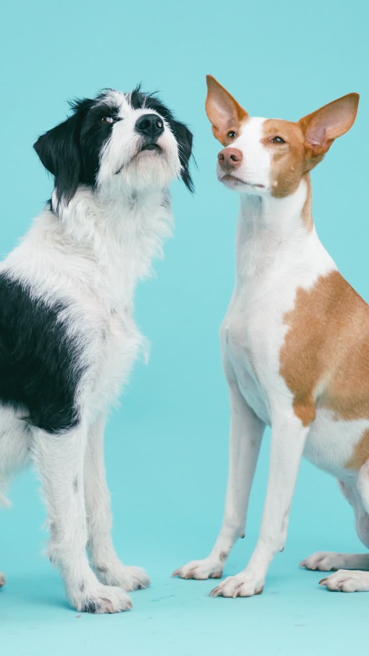 Two dogs posing in the studio