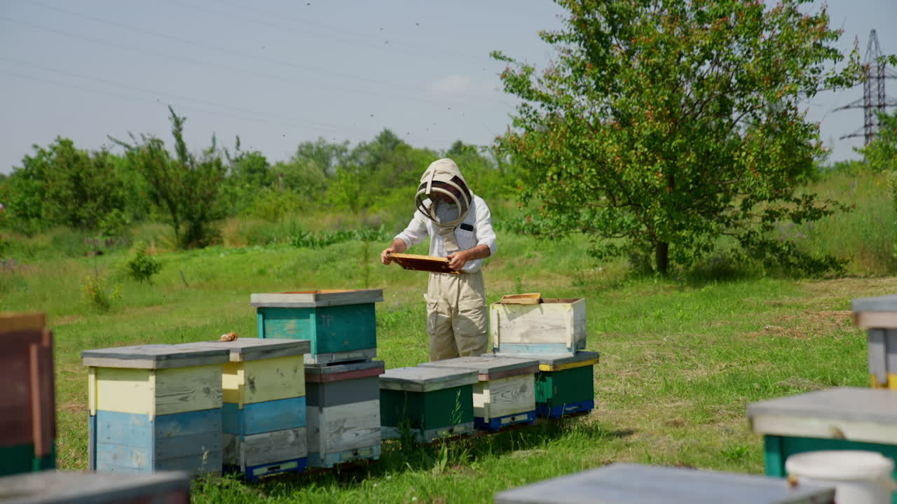 Examining the condition of frames at little bee farm. Man in protective cap takes a frame and shakes off the insects.