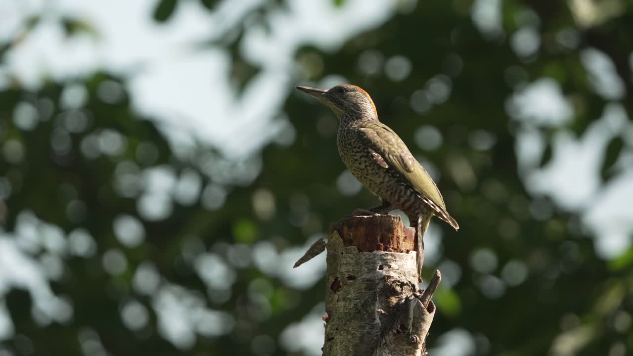 una foto estacionaria del pájaro carpintero verde europeo
