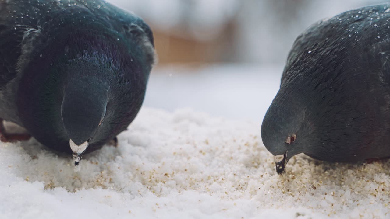Beautiful pigeons are eating bread in winter. Hungry dove birds eating crumbs in the white snow outdoors. Close-up