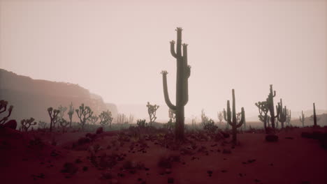 dunas de arena contra el cielo antes del amanecer